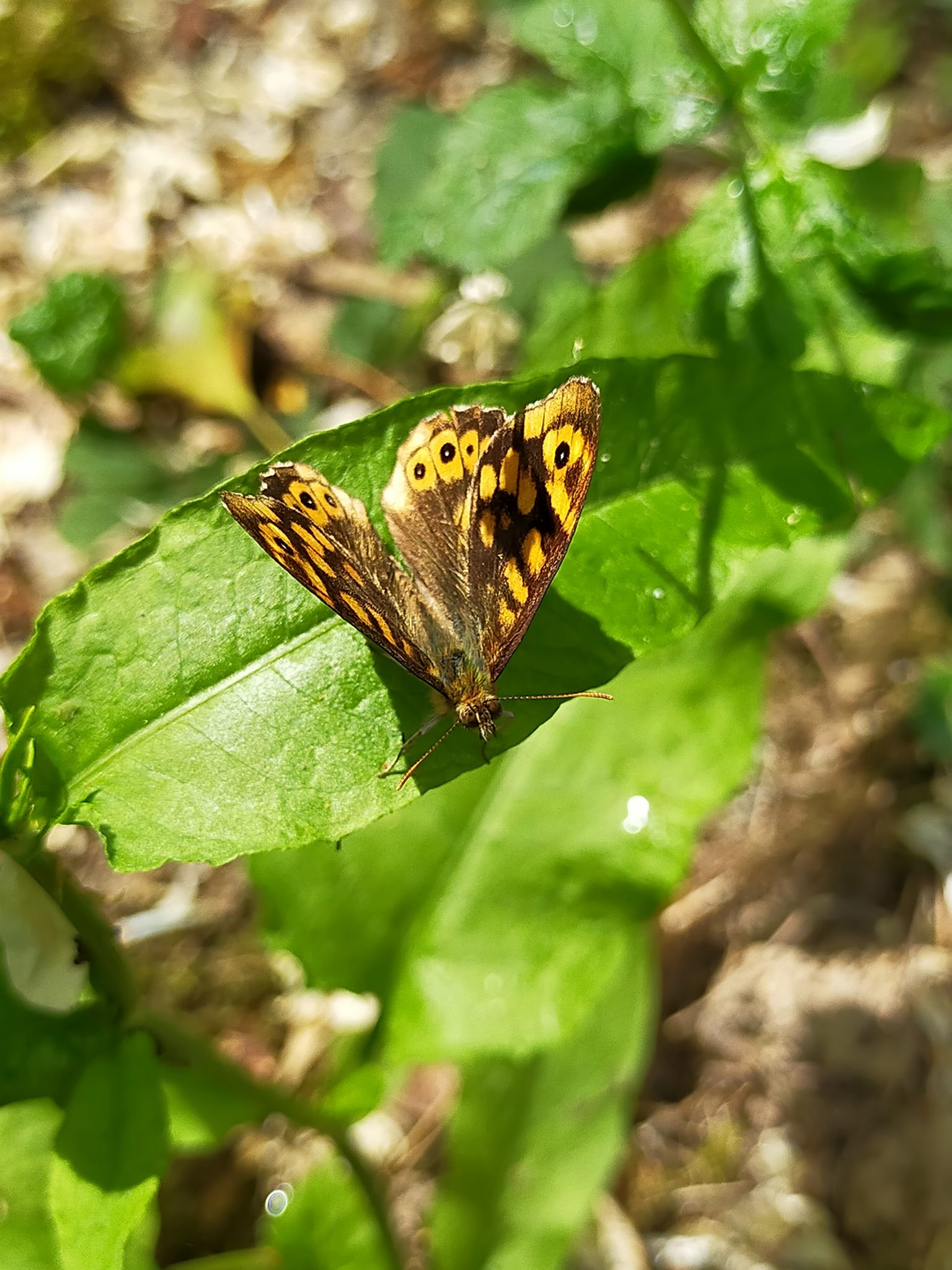 Le Corps sous la Main - rubrique "Je sais, ça n'a rien à voir"