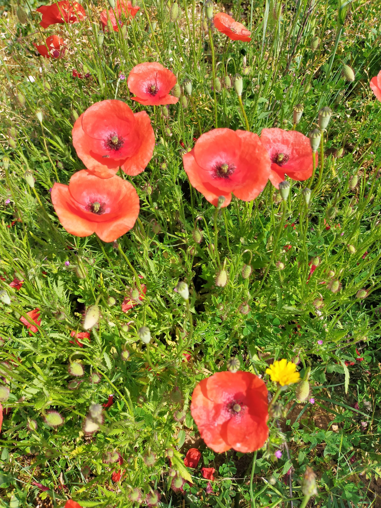 Le Corps sous la Main - Rubrique "Je sais, ça n'a rien à voir"