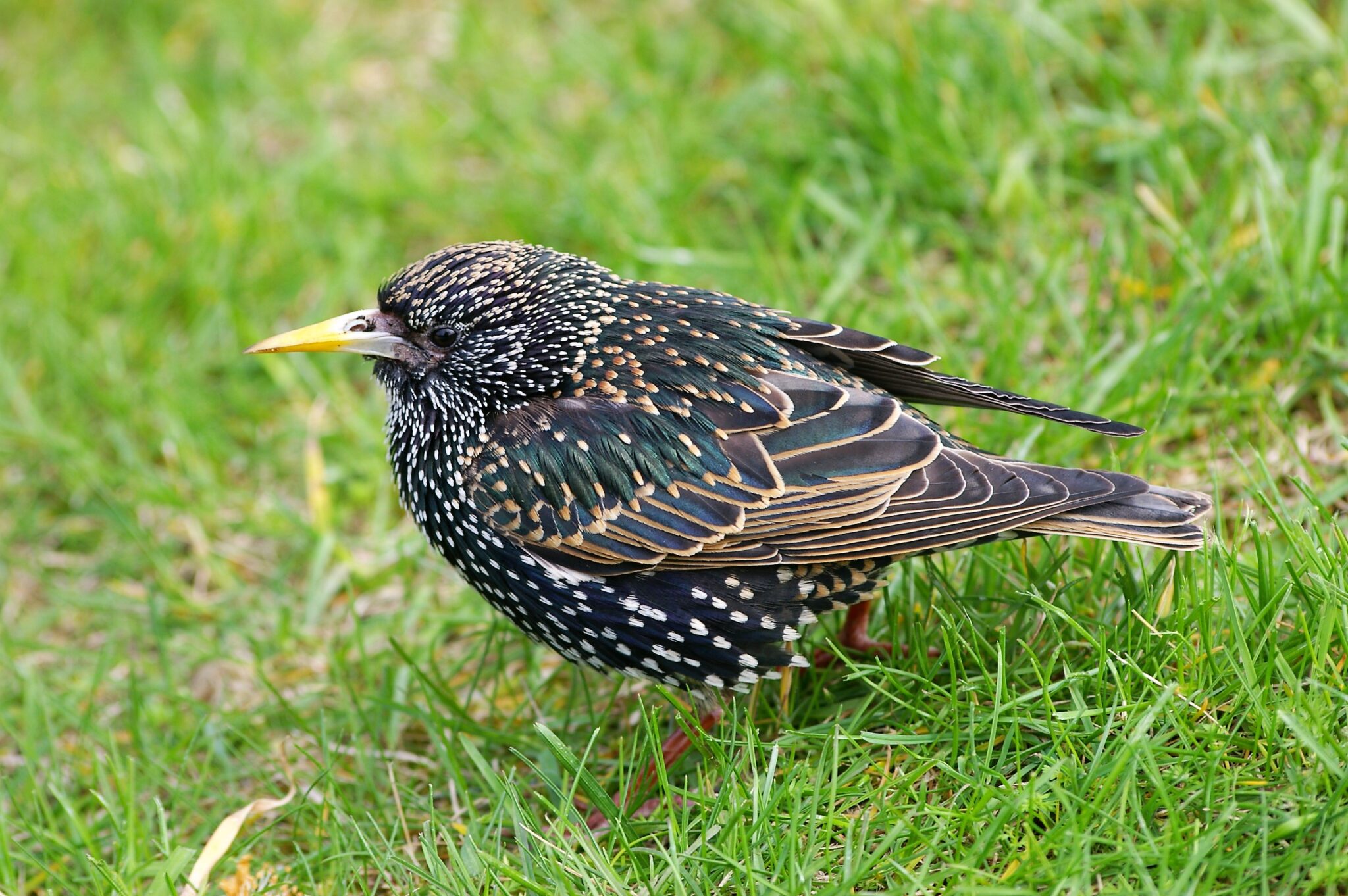 Le Corps sous la Main - je sais ça n'a rien à voir